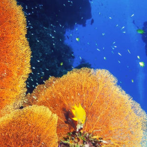 Coral Reef Conservation